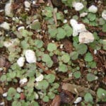 Tellime (Tellima)