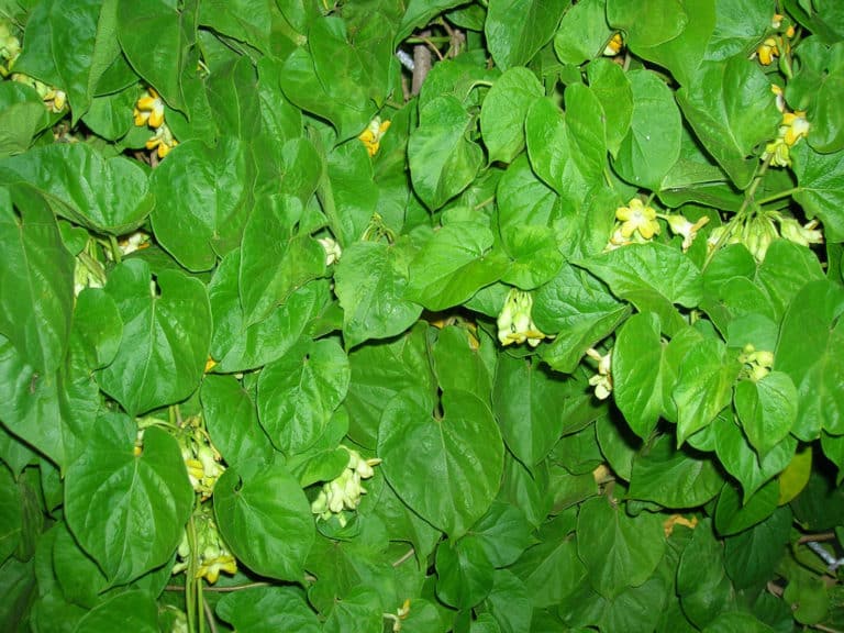 Telosma (Telosma)