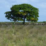 Terminalier (Terminalia)