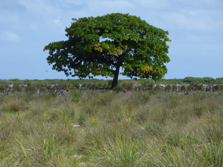 Terminalier (Terminalia)