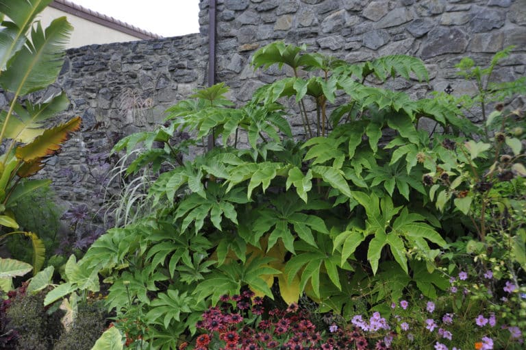 Tetrapanax (Tetrapanax)