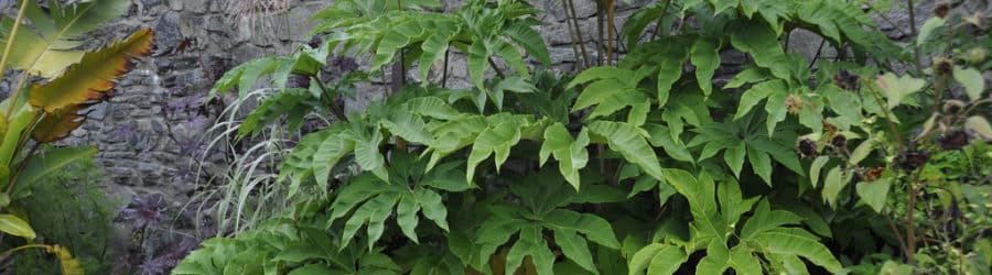 Tetrapanax