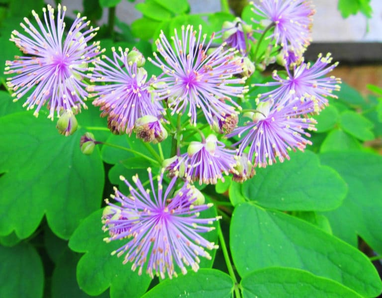 Pigamon (Thalictrum)