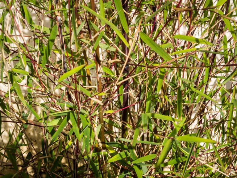 Thamnocalamus (Thamnocalamus)