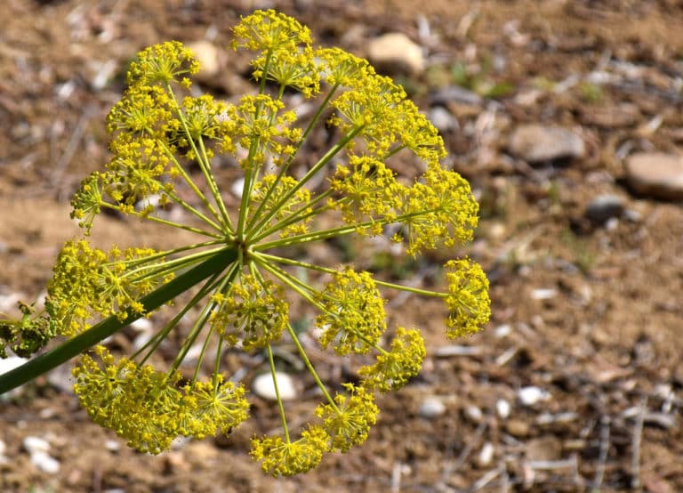 Thapsia (Thapsia)