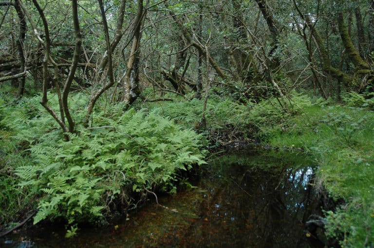 Thelypteris (Thelypteris)