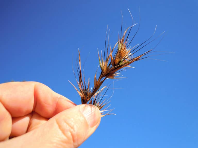 Themeda (Themeda)