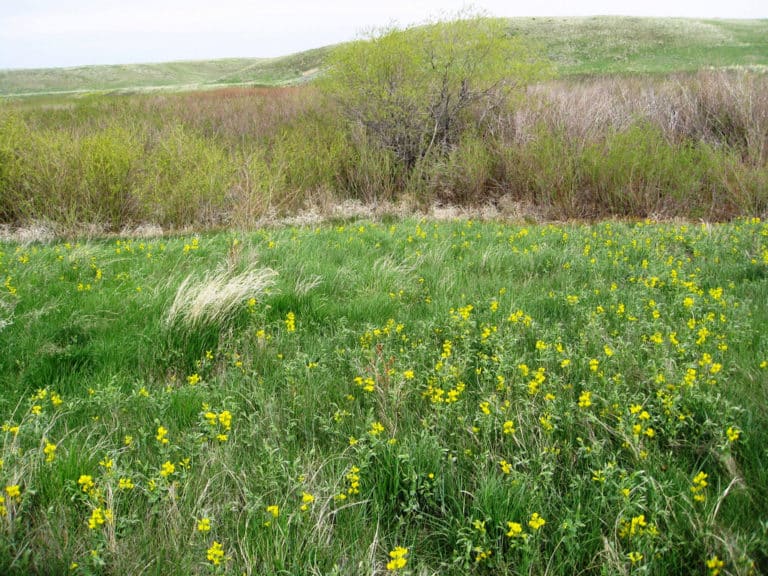 Thermopsis (Thermopsis)
