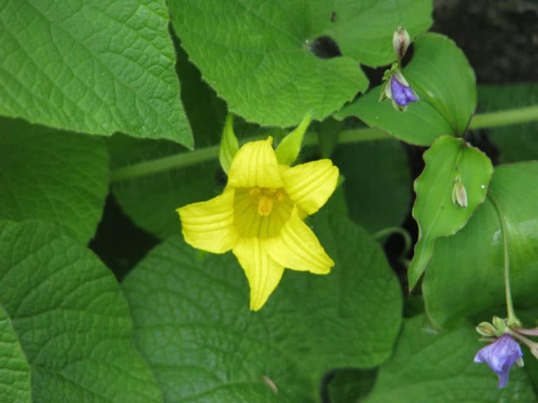 Thladiantha (Thladiantha)