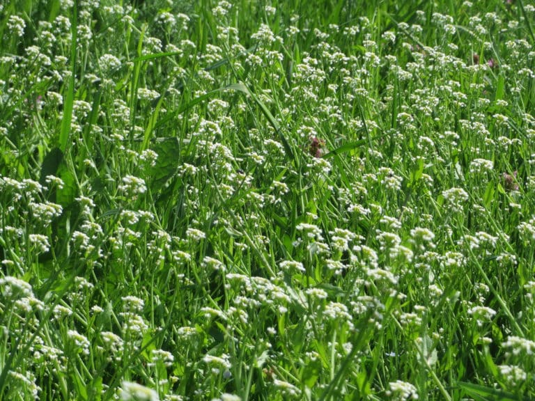 Tabourets (Thlaspi)