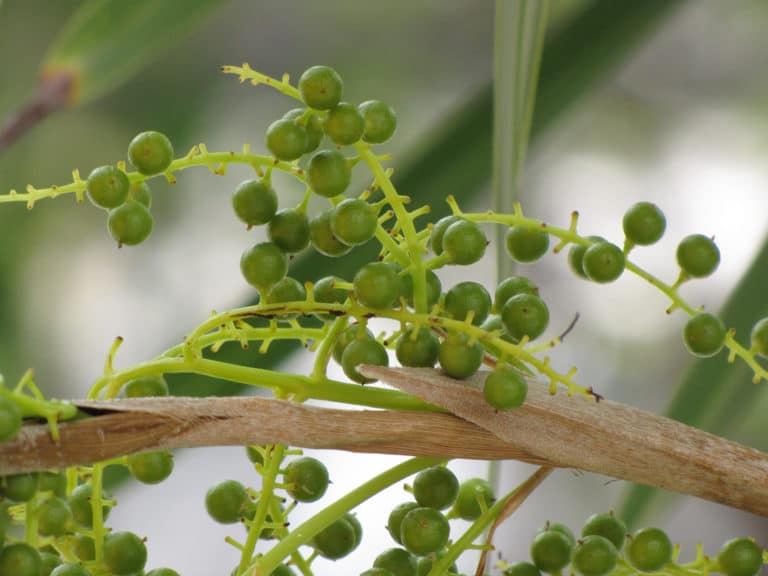 Thrinax (Thrinax)