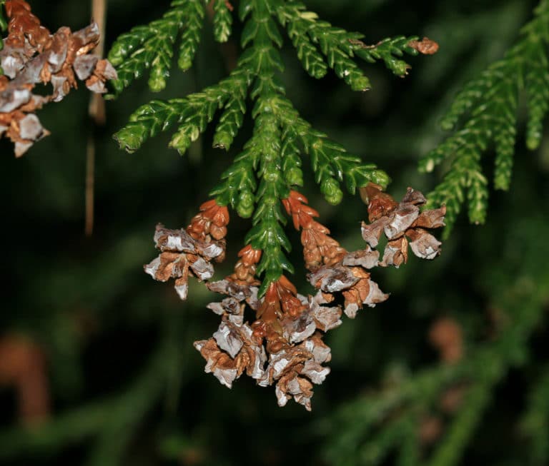Thujopsis (Thujopsis)