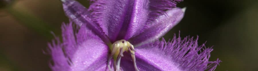 Thysanotus