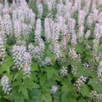 Tiarelle (Tiarella)