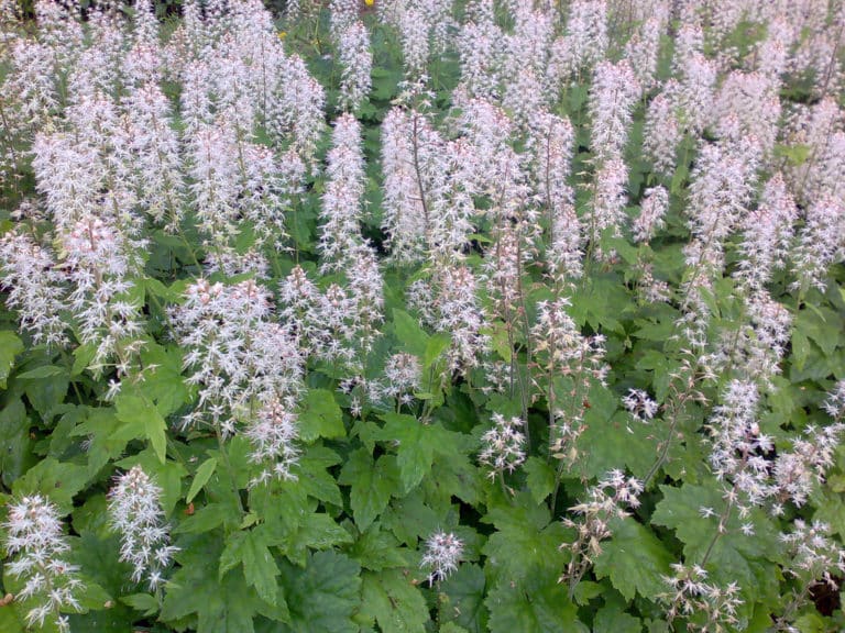 Tiarelle (Tiarella)