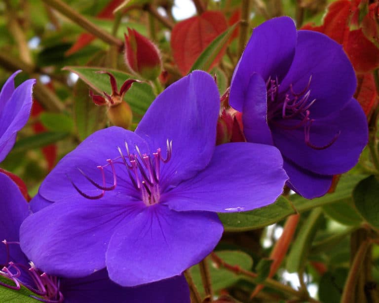 Tibouchina (Tibouchina)