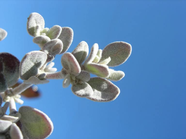 Tidestromia (Tidestromia)