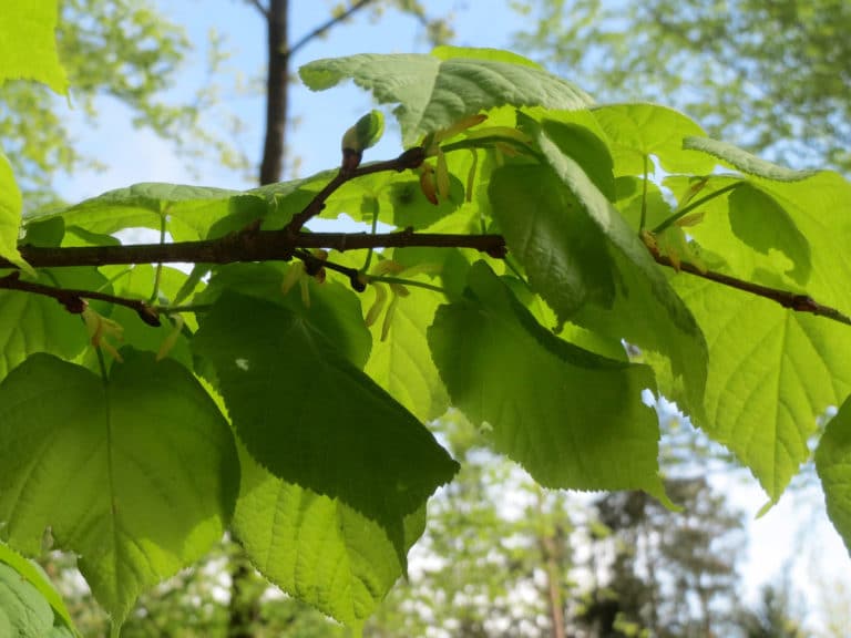 Tilleul (Tilia)