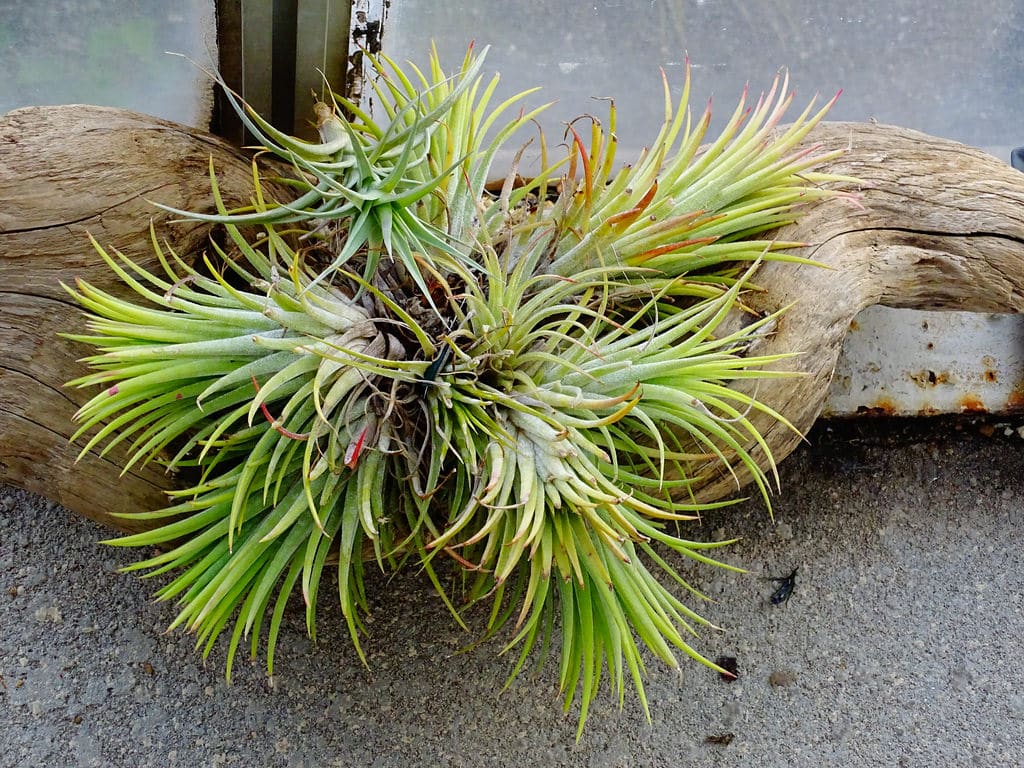 Tillandsia (Tillandsia)