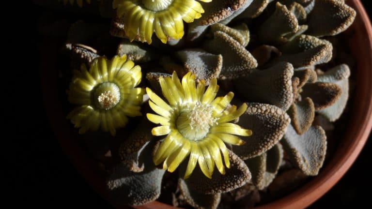 Titanopsis (Titanopsis)