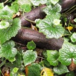 Tolmiea