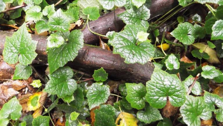 Tolmiea (Tolmiea)