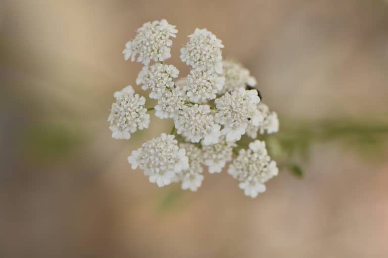 Torilis (Torilis)