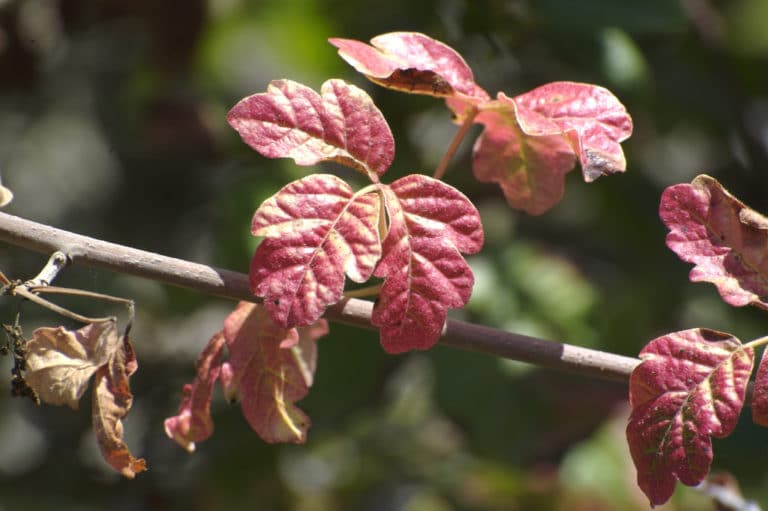Toxicodendron (Toxicodendron)