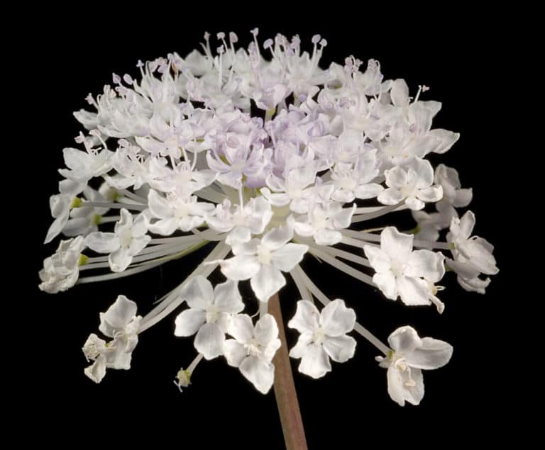 Trachymene (Trachymene)