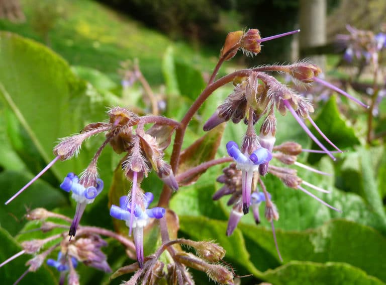 Trachystemon (Trachystemon)