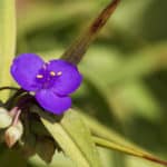 Misère (Tradescantia)