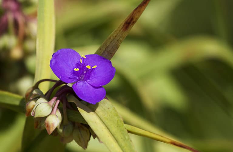 Misère (Tradescantia)