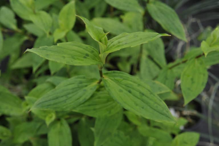 Tricyrtis (Tricyrtis)