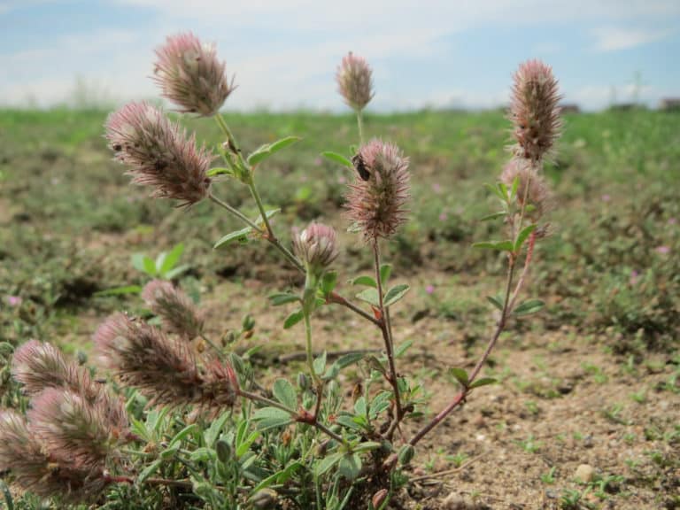 Trèfle (Trifolium)