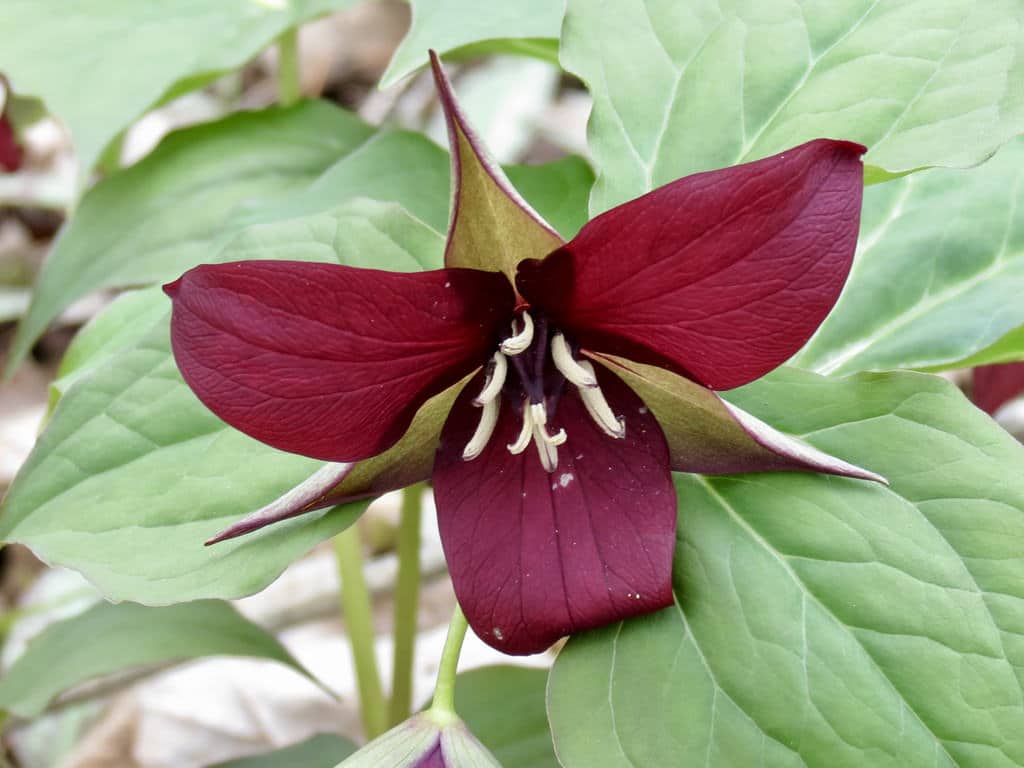 Trille (Trillium)