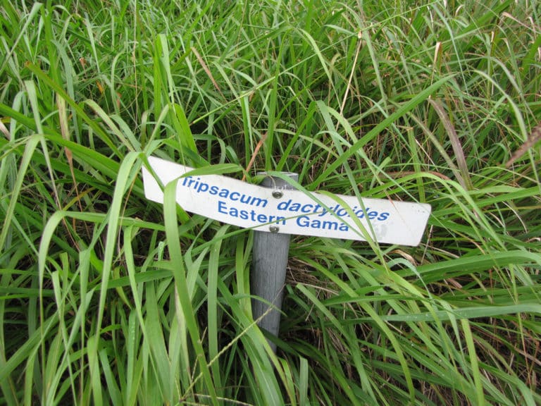 Tripsacum (Tripsacum)