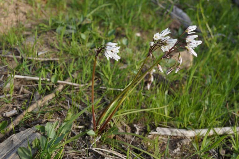 Tristagma (Tristagma)
