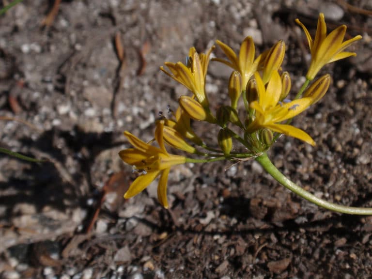 Triteleia (Triteleia)