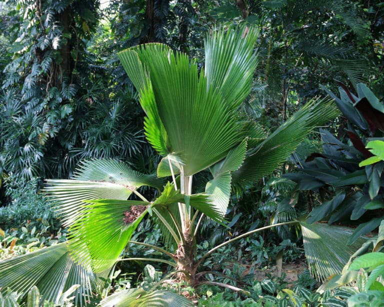 Trithrinax (Trithrinax)
