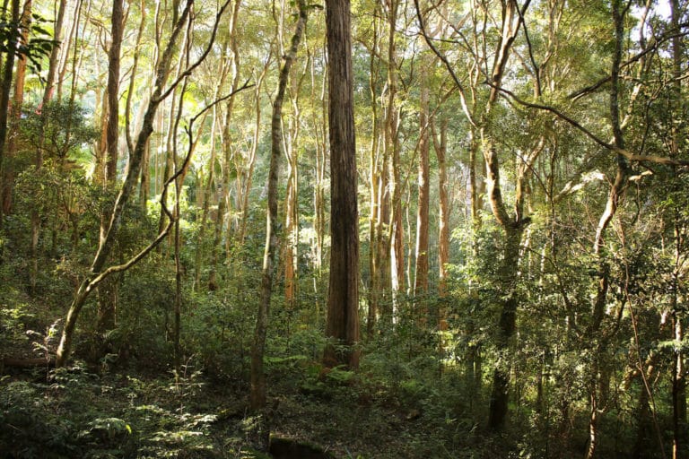 Trochocarpa (Trochocarpa)