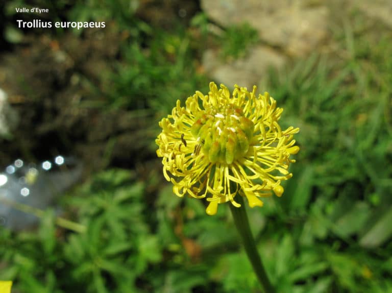 Trolle (Trollius)