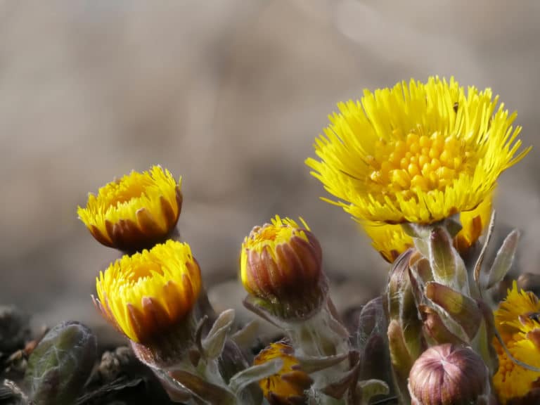 Tussilage (Tussilago)