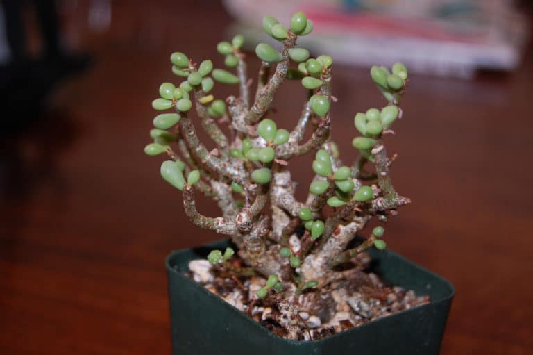 Tylecodon (Tylecodon)
