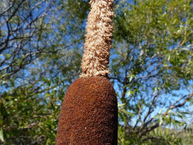 Massettes (Typha)