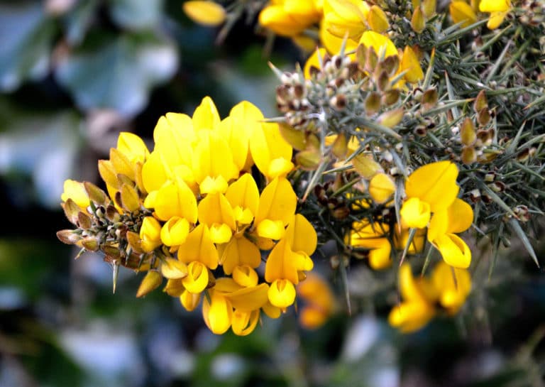 Ajonc (Ulex)