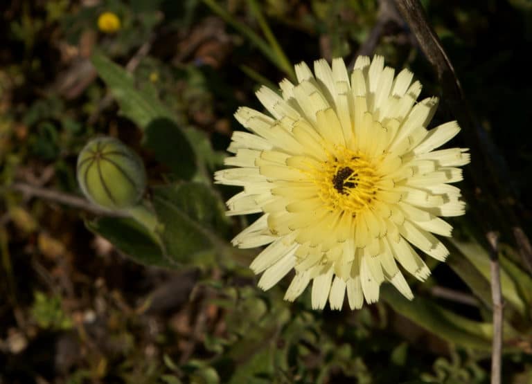 Urospermum (Urospermum)