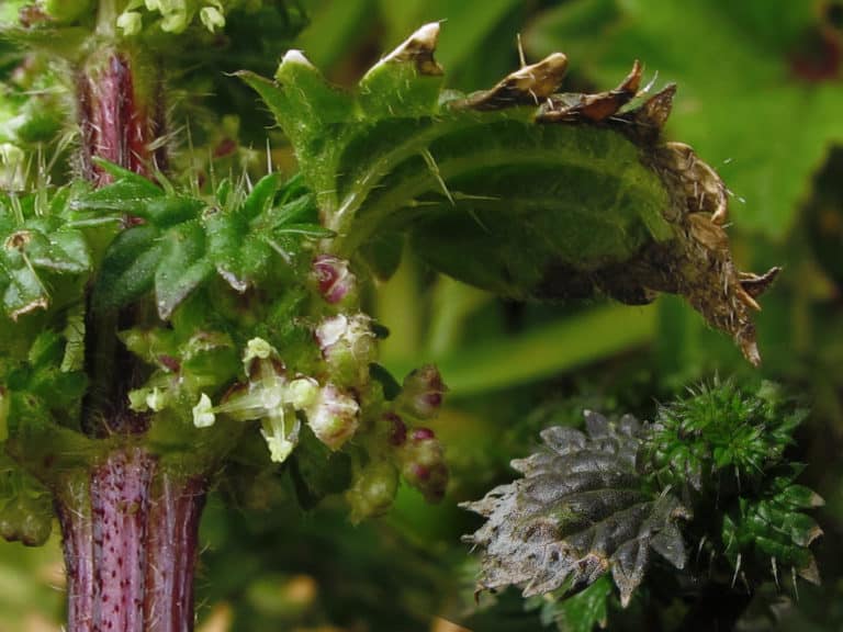 Urtica (Urtica)