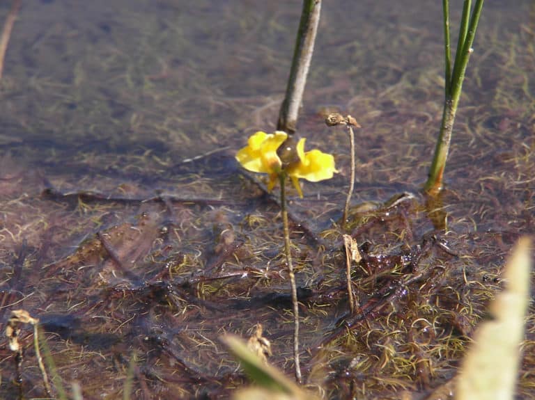 Utriculaire (Utricularia)