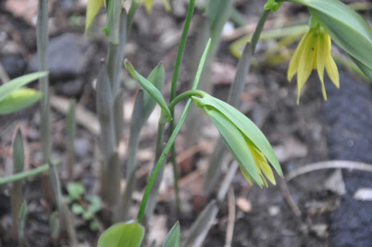 Uvularia (Uvularia)
