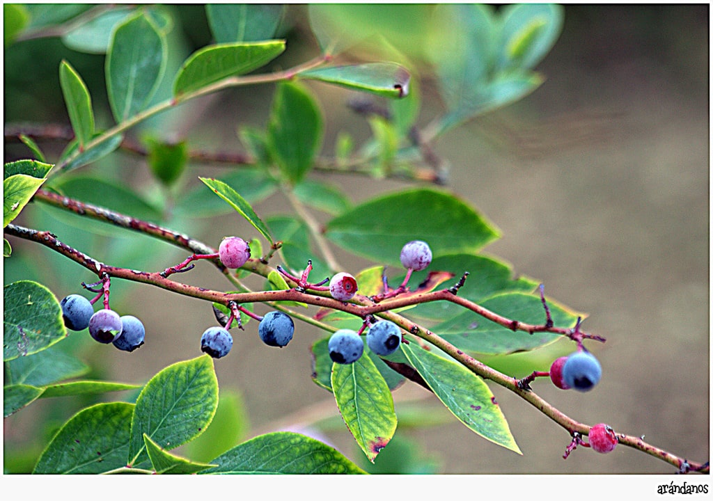 Myrtillier (Vaccinium)